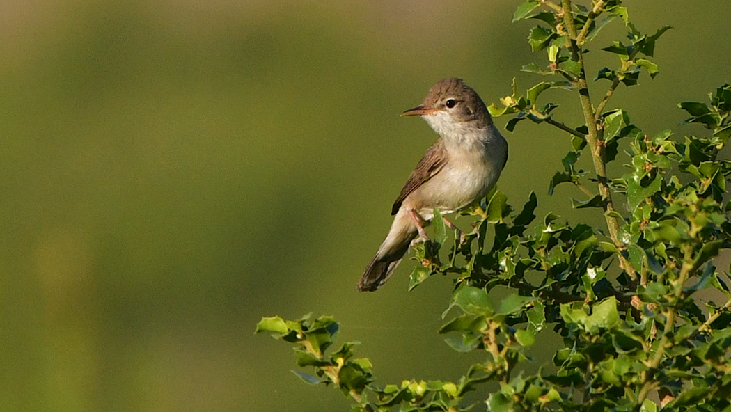 Upcher's Warbler